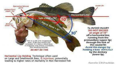 diagram_of_how_to_hold_a_bass-400x226