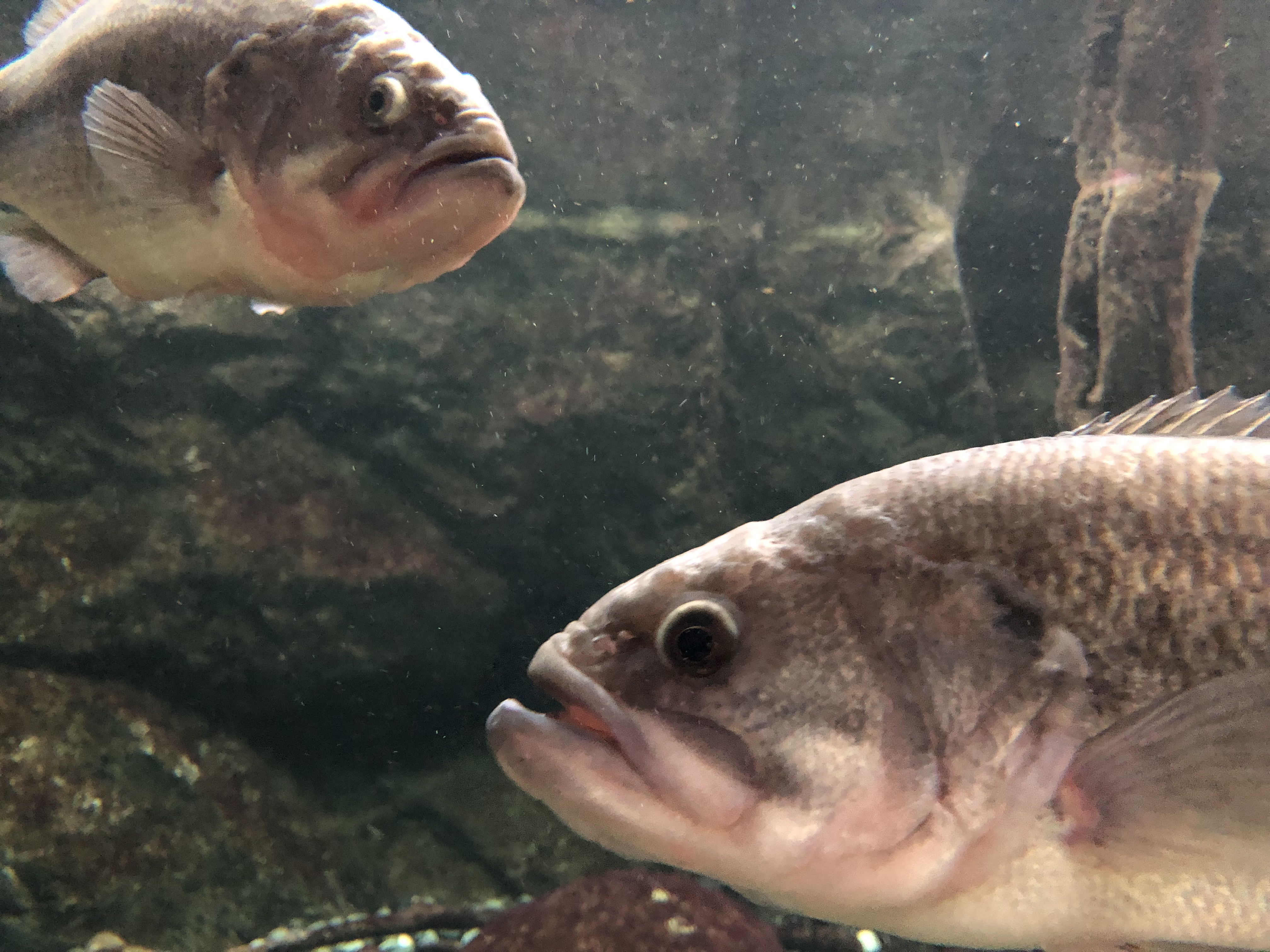 淡水の水族館 相模川ふれあい科学館 アクアリウムさがみはら訪問 バスも居るゾ Ikahime