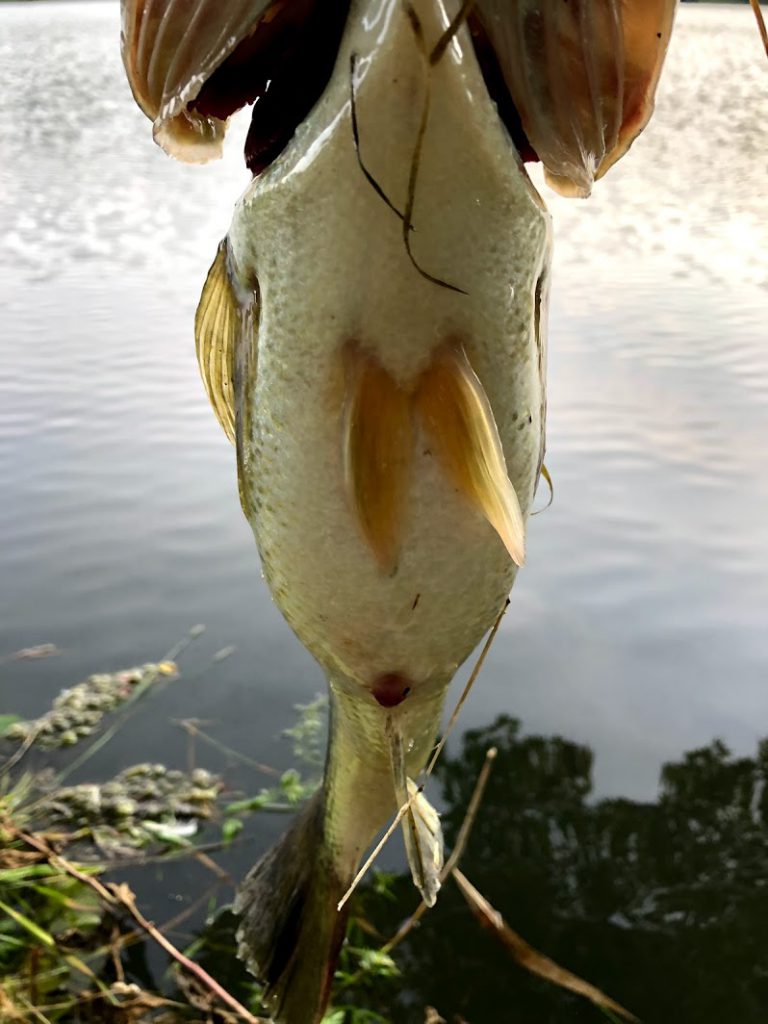 ブラックバスの雌雄の見分け方 お尻の下の赤い膨らみ は突出した産卵管 Ikahime