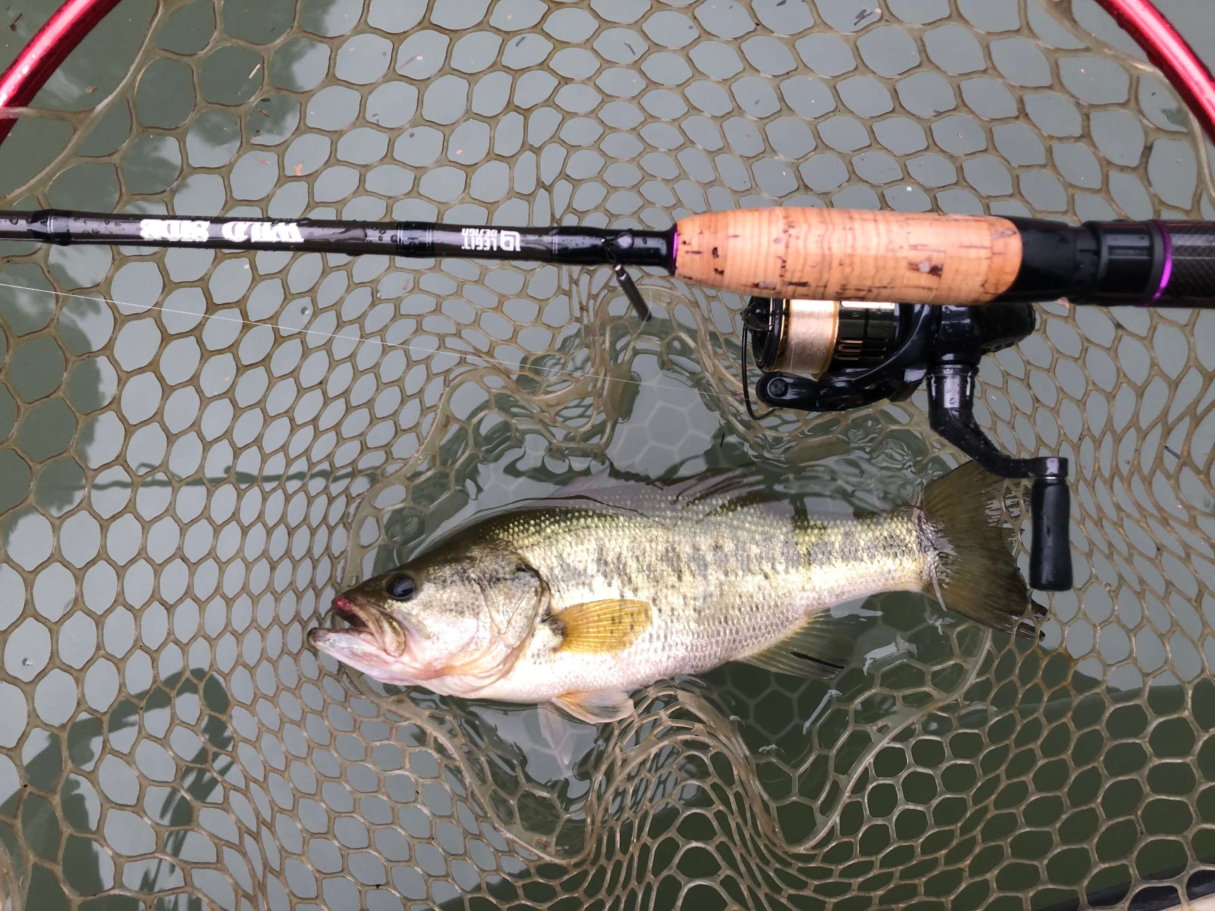 7月の相模湖釣行 厳しい濁り なんとか40cm1080g 35cm780g 各所の濁りについて Ikahime